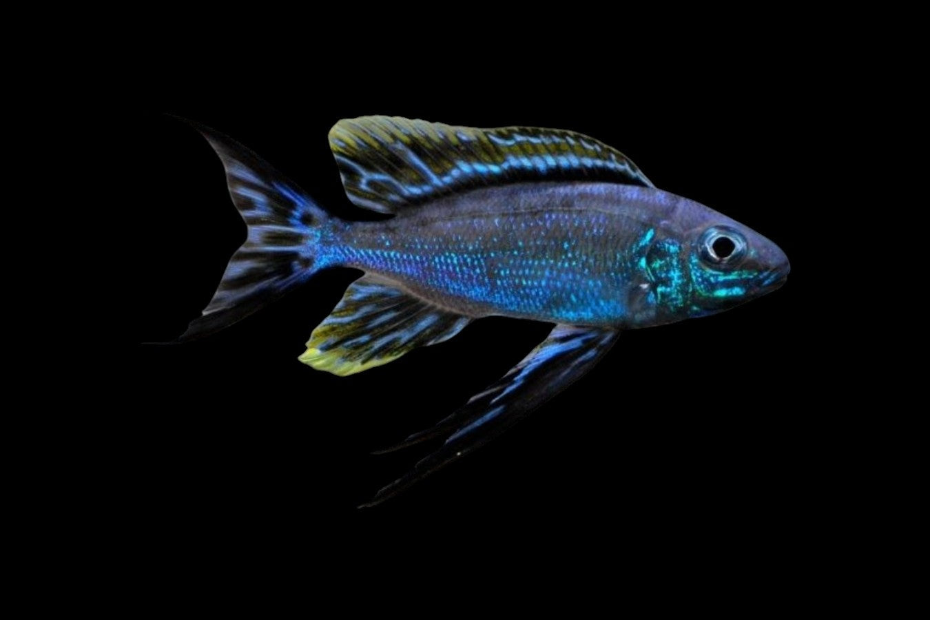Resha Featherfin