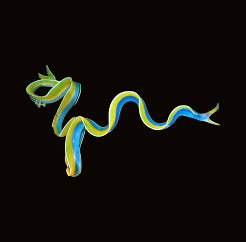 Ribbon Eel | Rhinomuraena quaesita