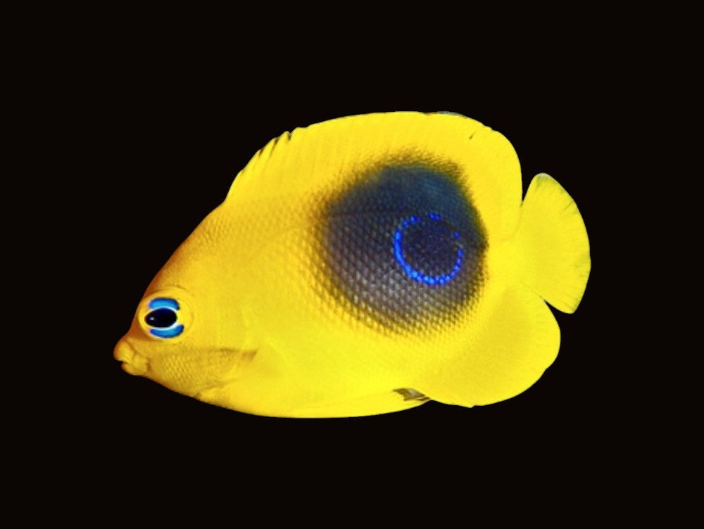 Rock Beauty Angelfish juvenile | Holacanthus tricolor