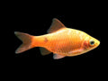 Rosy Barb