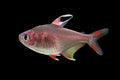 Rosy Tetra