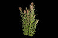 Rotala Rotundifolia