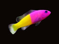 Royal Dottyback | Pictichromis paccagnellae