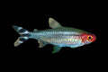 Rummy Nose Tetra