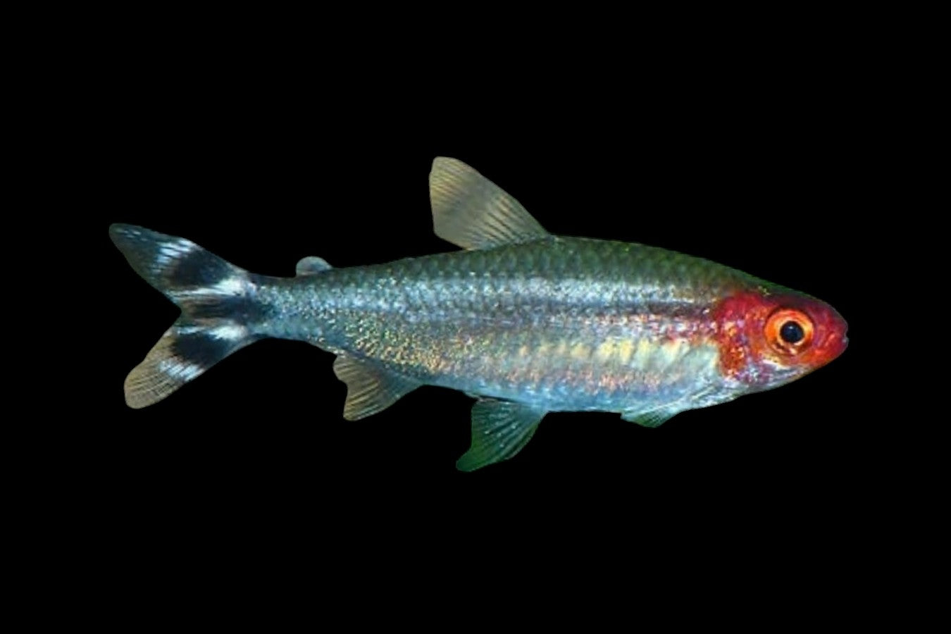 Rummy Nose Tetra
