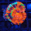 Scolymia Australis AA001 | Homophyllia australis