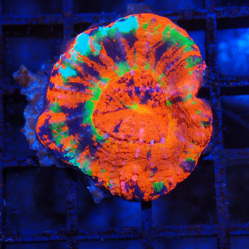 Scolymia Australis AA01 Homophyllia australis SC8300001