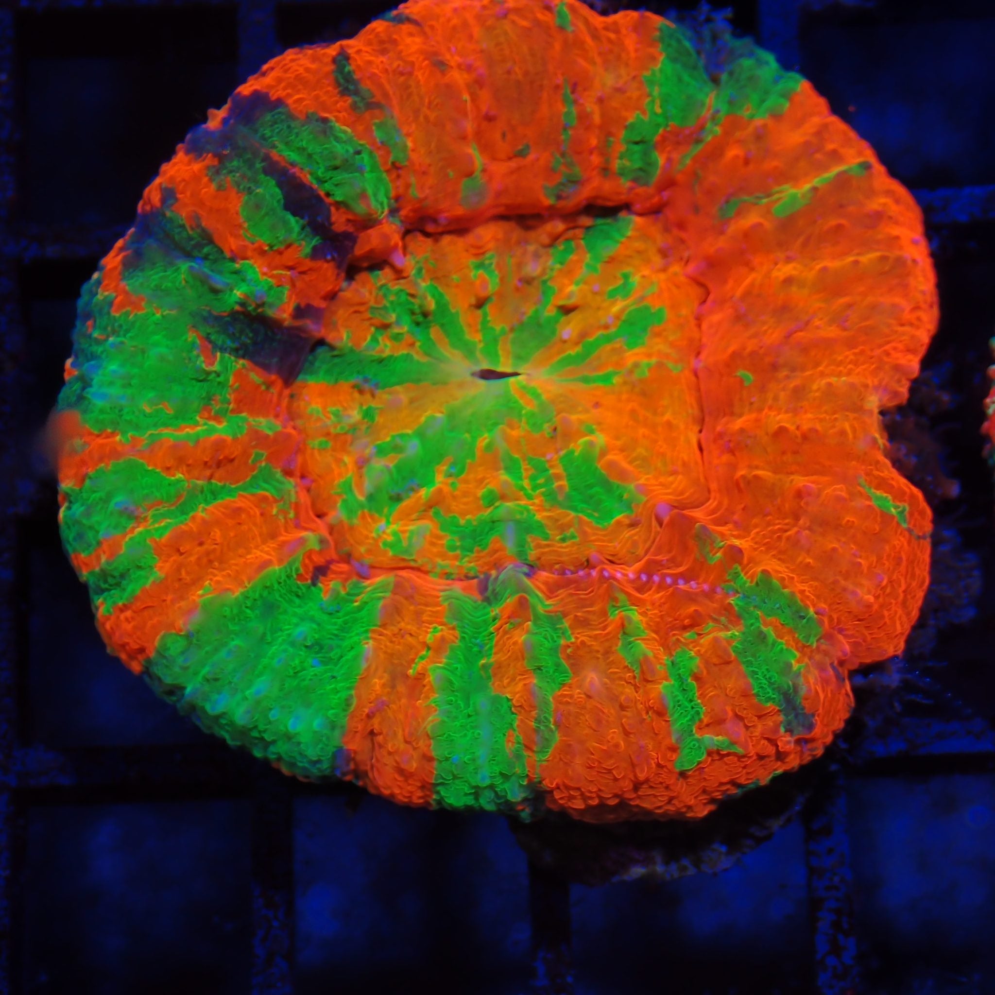 Scolymia Australis AA002 | Homophyllia australis