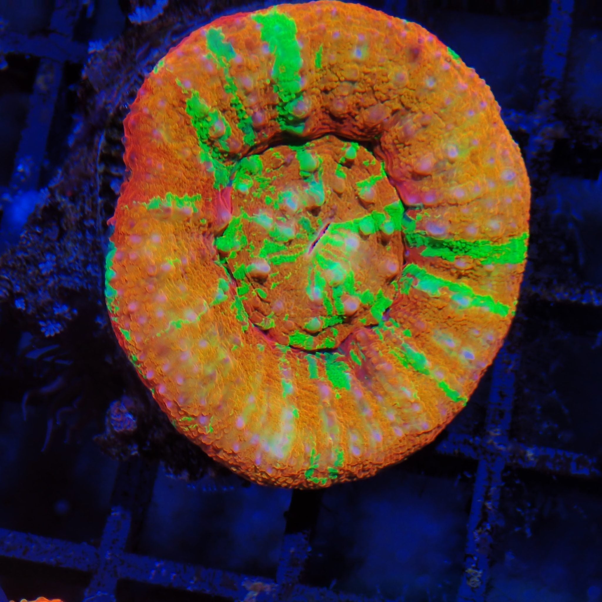 Scolymia Australis AA003 | Homophyllia australis