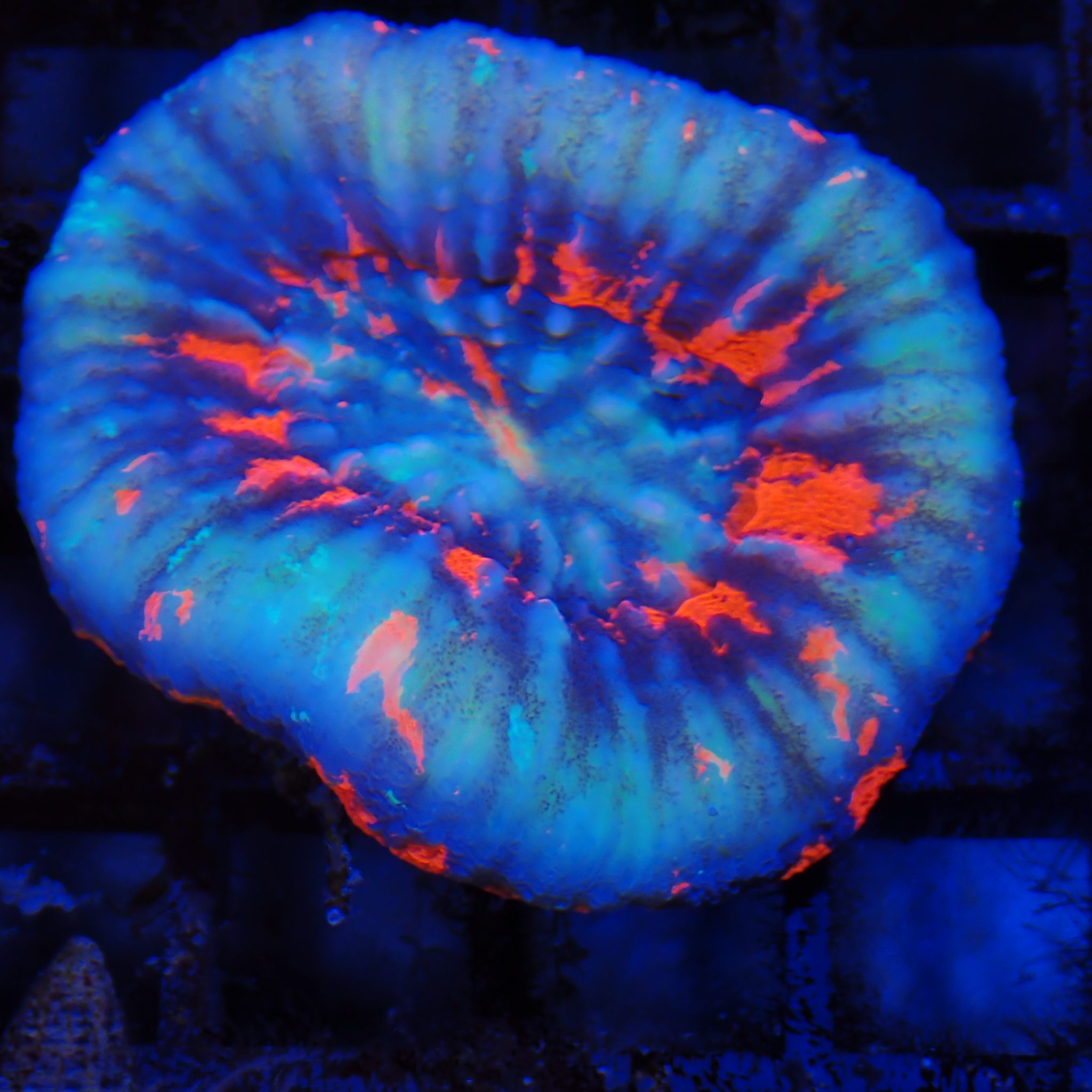 Scolymia Australis AA004 | Homophyllia australis
