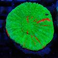 Scolymia Australis AA005 | Homophyllia australis