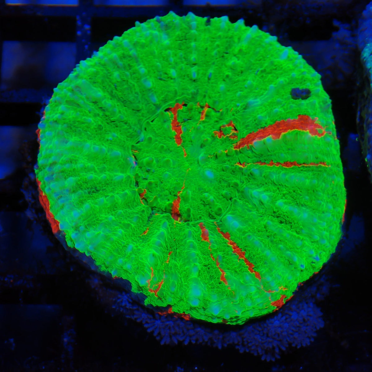 Scolymia Australis AA005 | Homophyllia australis