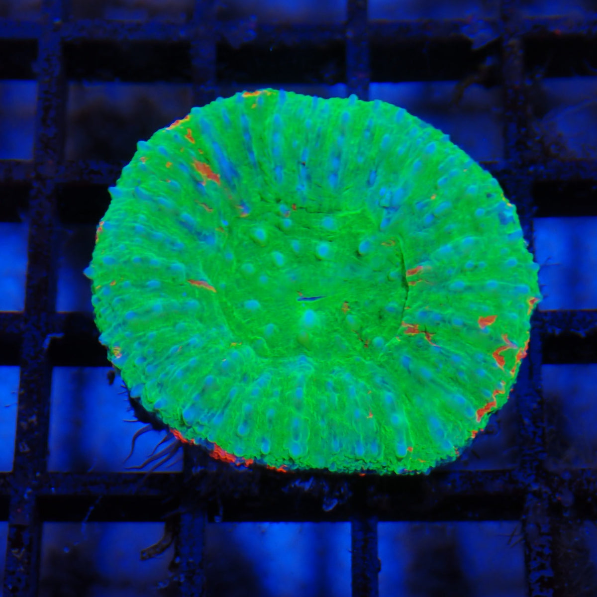 Scolymia Australis AA006 | Homophyllia australis