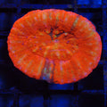 Scolymia Australis AA008 | Homophyllia australis