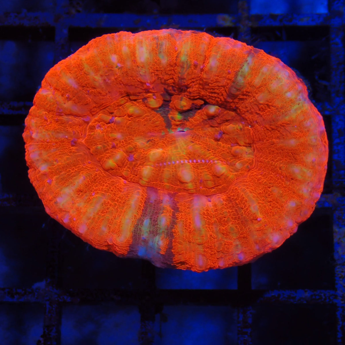 Scolymia Australis AA008 | Homophyllia australis