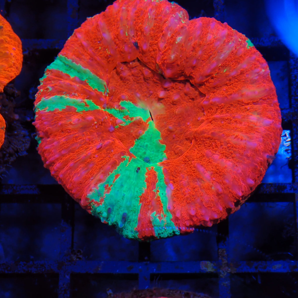 Scolymia Australis AA009 | Homophyllia australis
