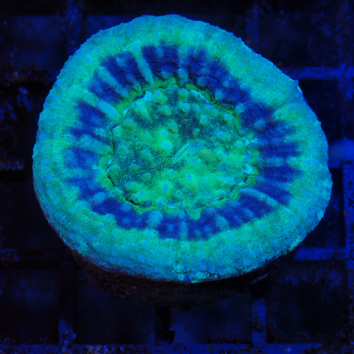 Scolymia Australis AA010 | Homophyllia australis