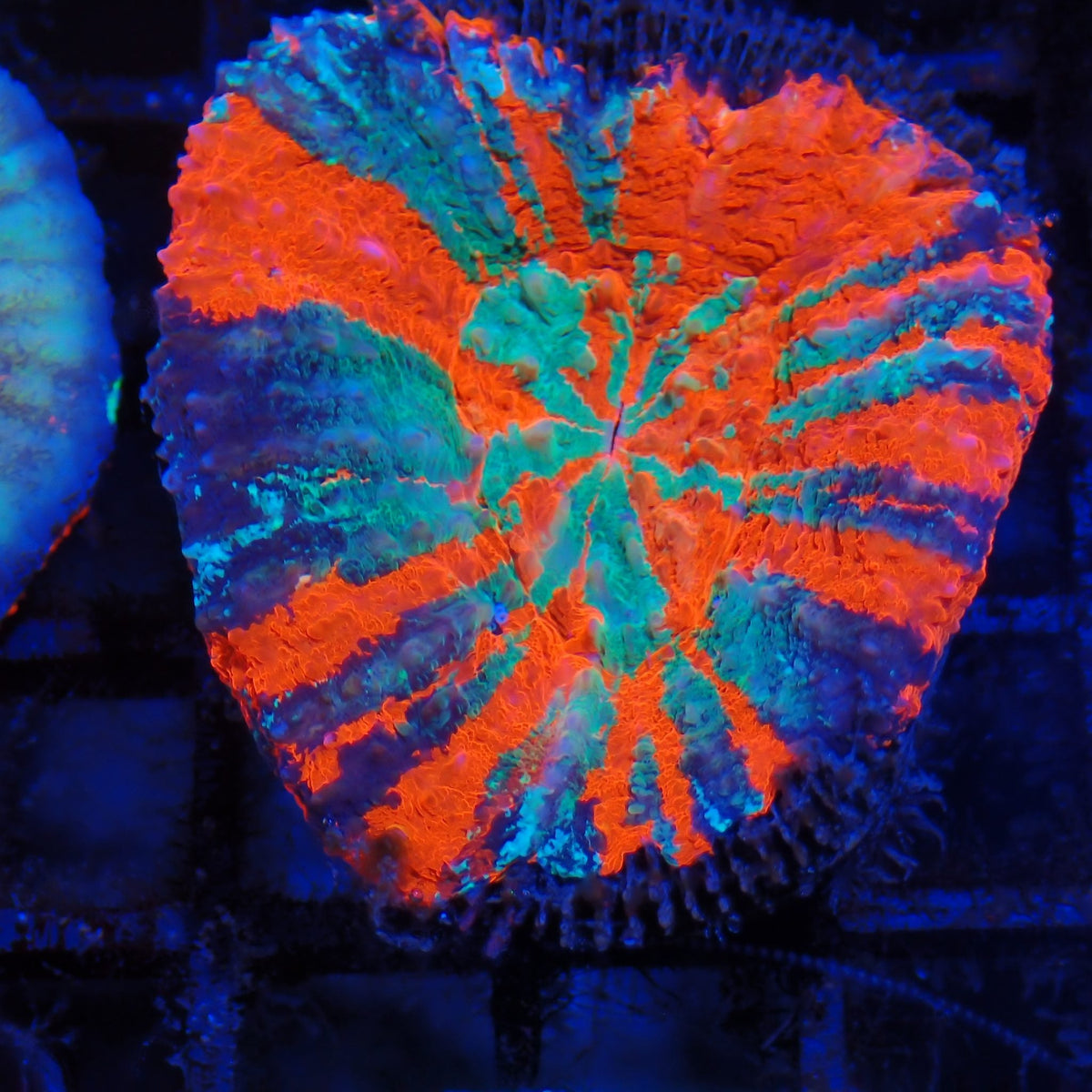 Scolymia Australis AA011 | Homophyllia australis