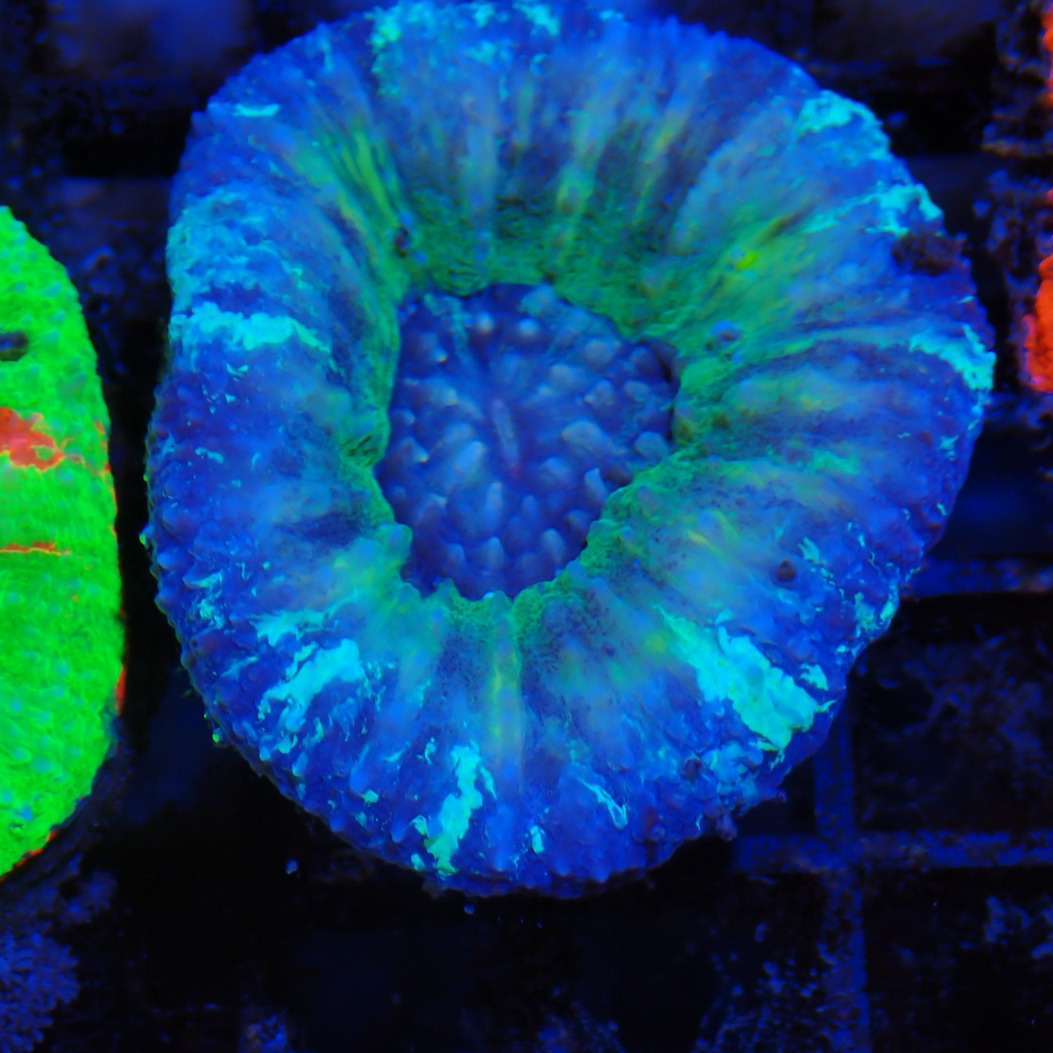 Scolymia Australis AA012 | Homophyllia australis
