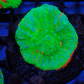 Scolymia Australis AA013 | Homophyllia australis
