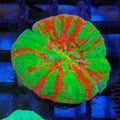 Scolymia Australis AA014 | Homophyllia australis