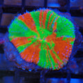 Scolymia Australis AA015 | Homophyllia australis