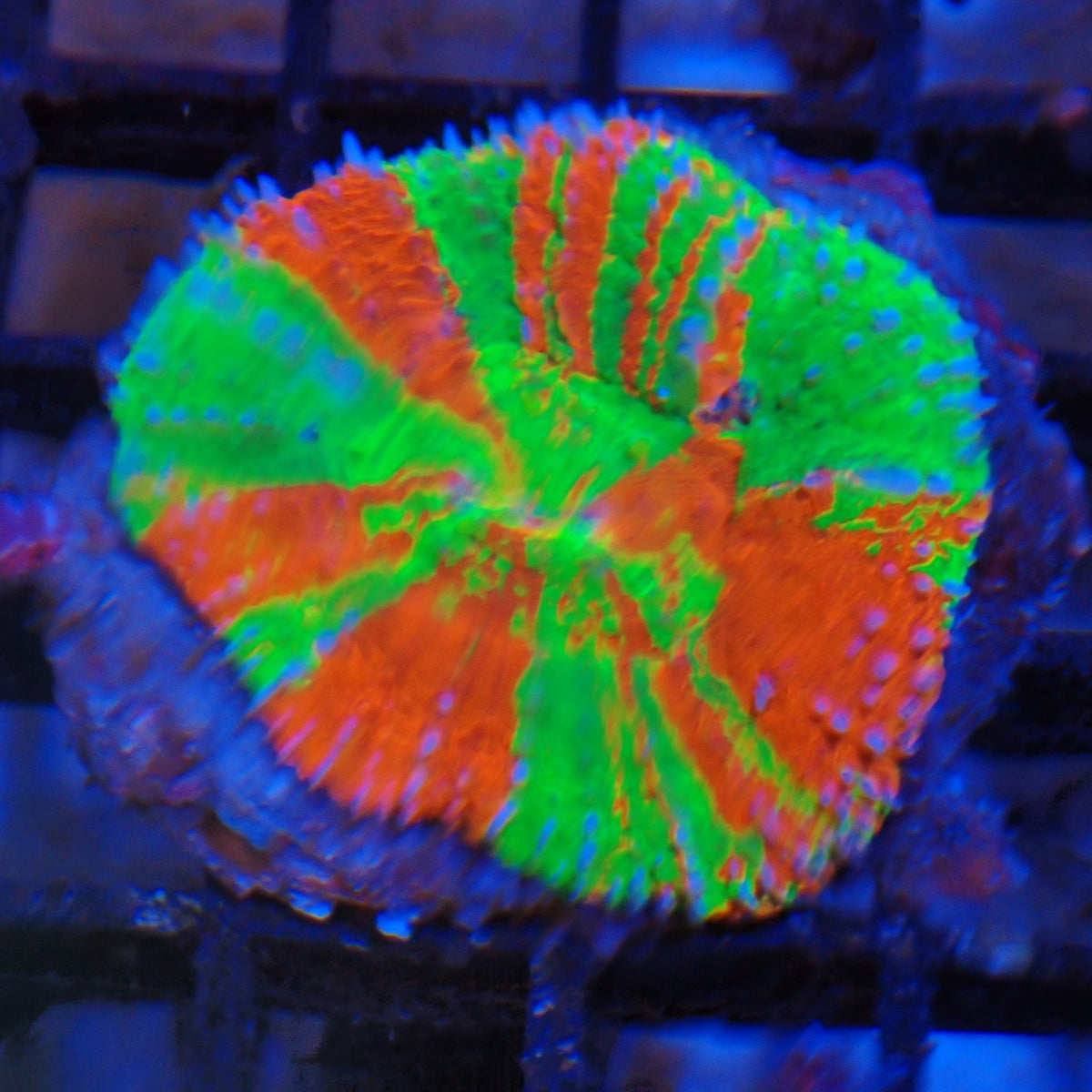 Scolymia Australis AA015 | Homophyllia australis