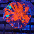 Scolymia Australis AA016 | Homophyllia australis