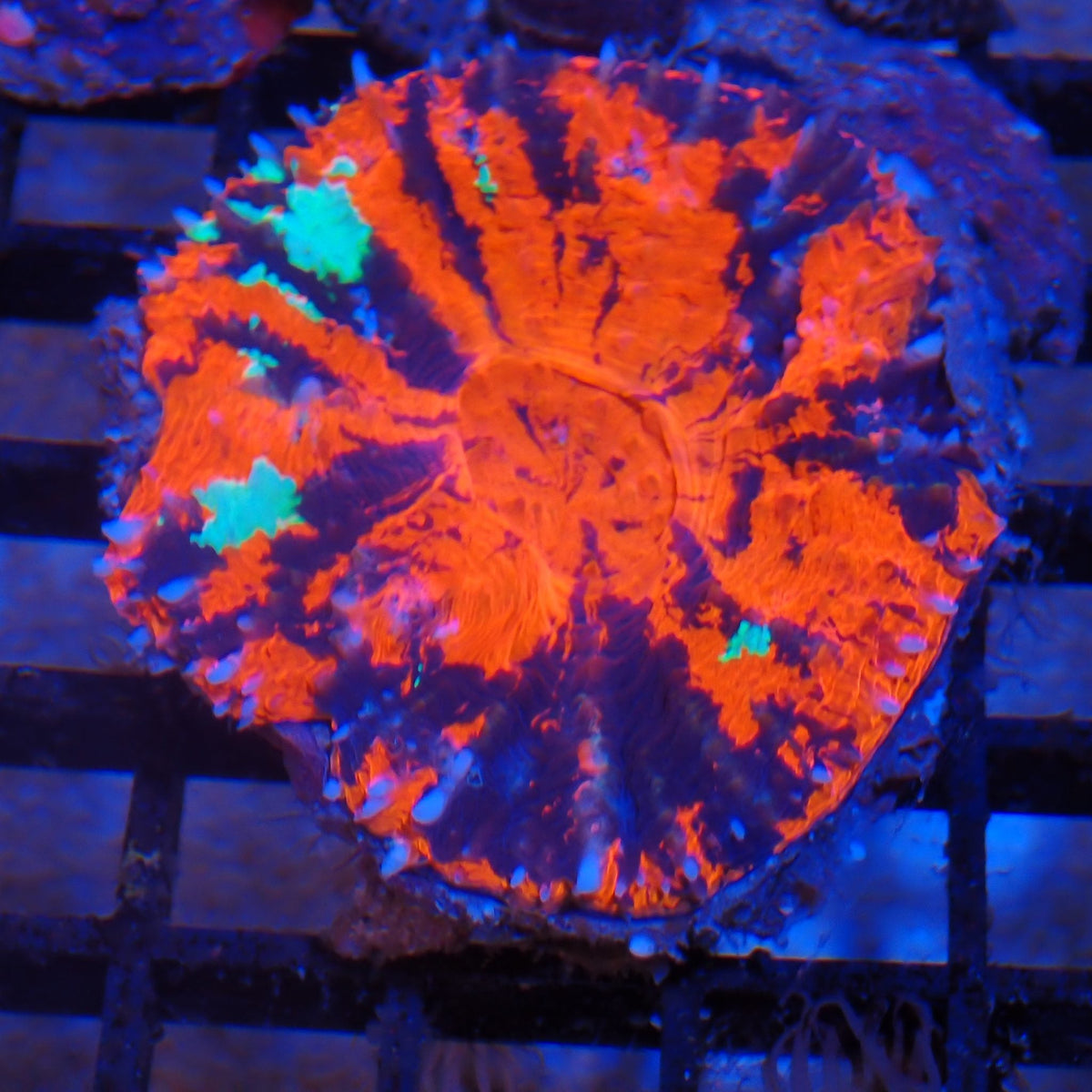 Scolymia Australis AA016 | Homophyllia australis