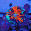 Scolymia Australis AA017 | Homophyllia australis