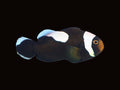 Saddle Back Clownfish Pair | Amphiprion polymnus