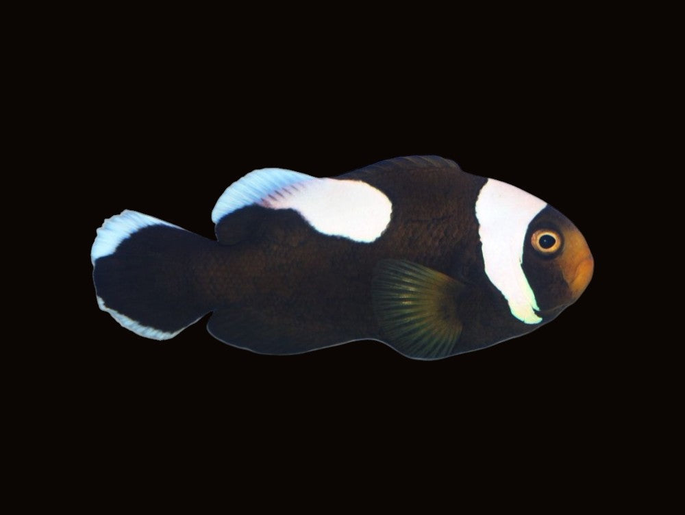 Saddle Back Clownfish Pair | Amphiprion polymnus
