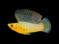 Male Sailfin Molly