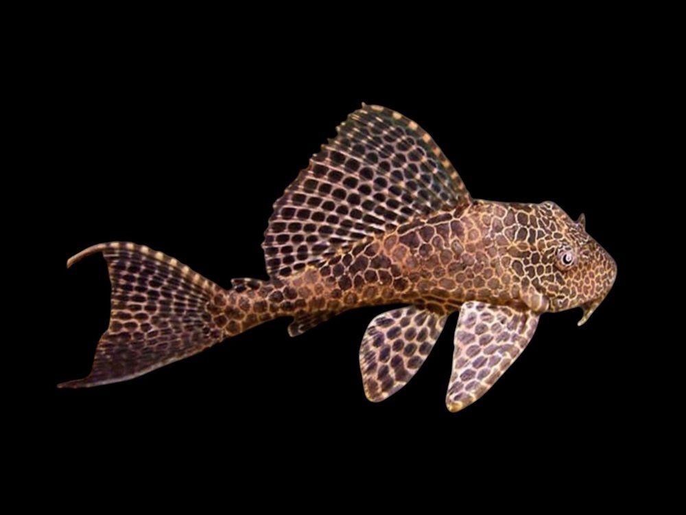 Sailfin Pleco