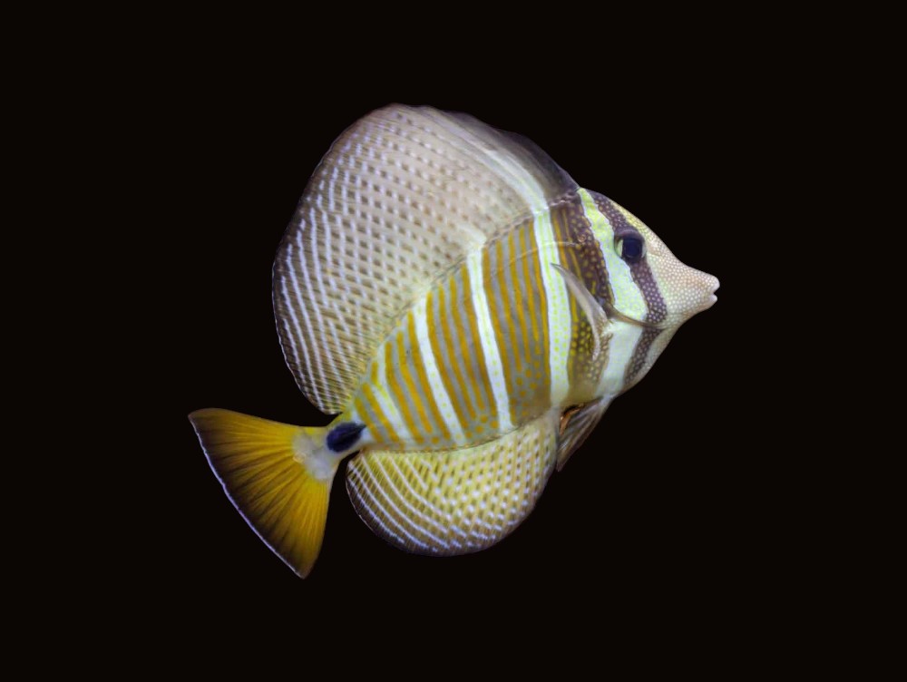 Sailfin Tang | Zebrasoma velifer