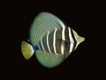 Sailfin Tang | Zebrasoma velifer