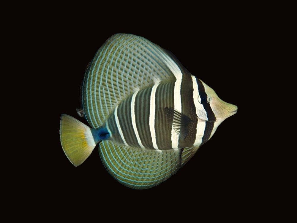 Sailfin Tang | Zebrasoma velifer