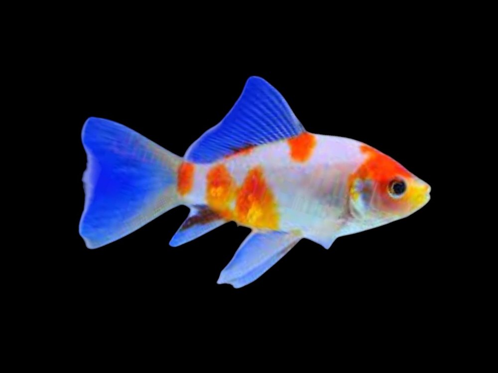 Sakura Shubunkin Goldfish