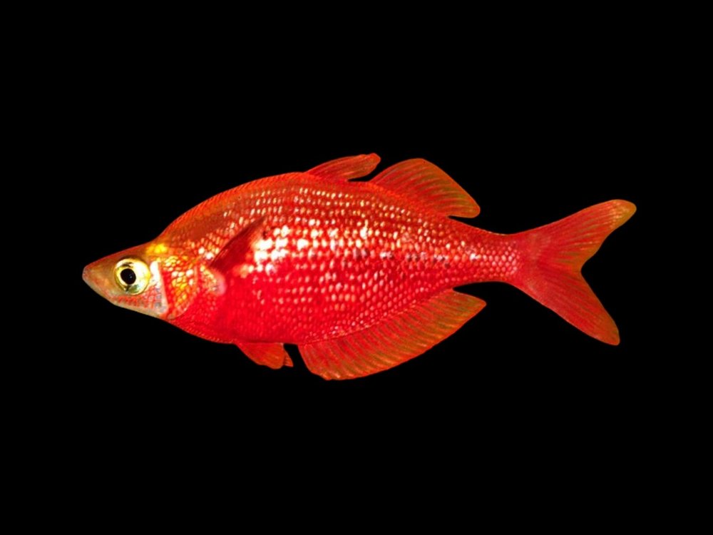 Salmon Red Rainbowfish