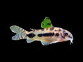 Salt And Pepper Corydoras