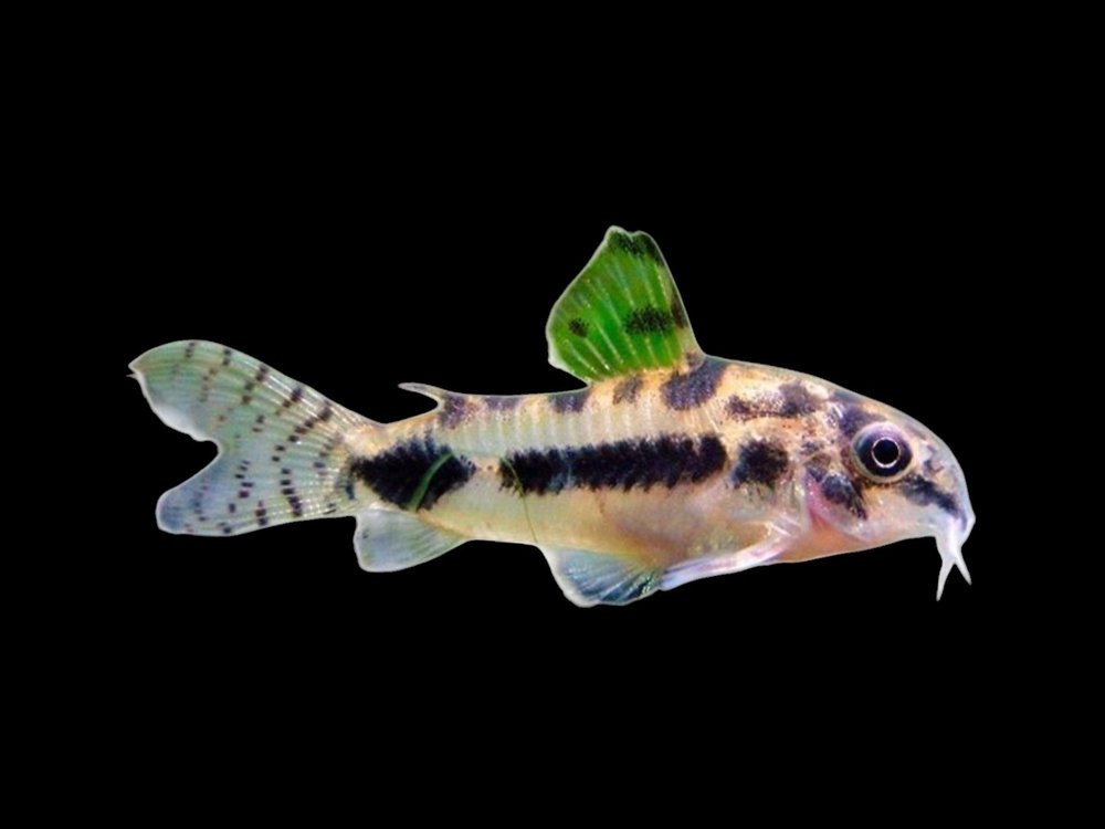 Salt And Pepper Corydoras