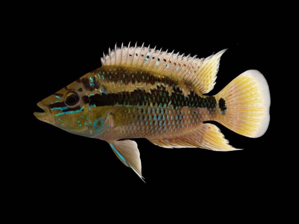 Salvini Cichlid
