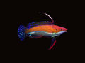 Scarlett Fin Flasher Wrasse | Cirrhilabrus rubeus