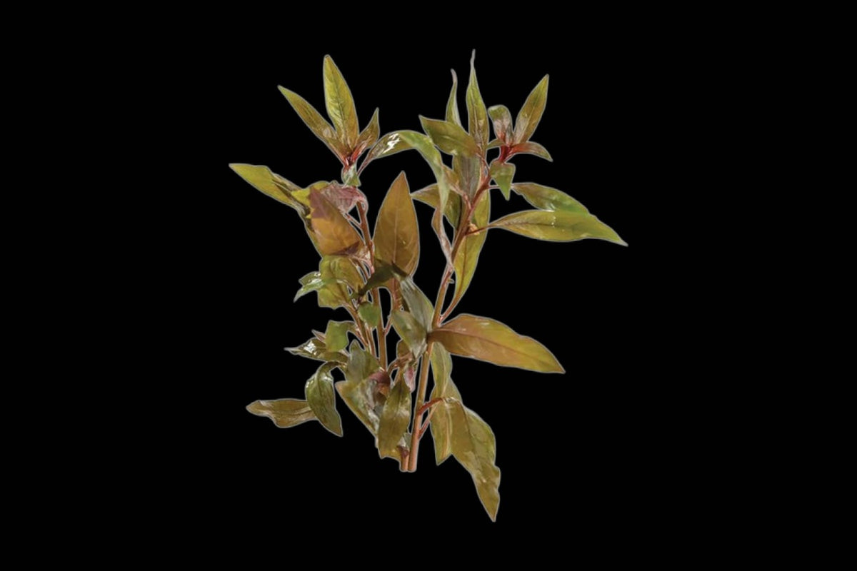 Scarlet Ludwigia