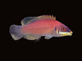 Scarlet Pin Stripe Wrasse | Pseudocheilinus evanidus