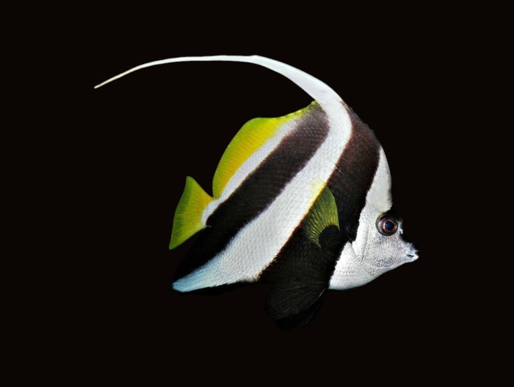 Schooling Bannerfish | Heniochus diphreutes