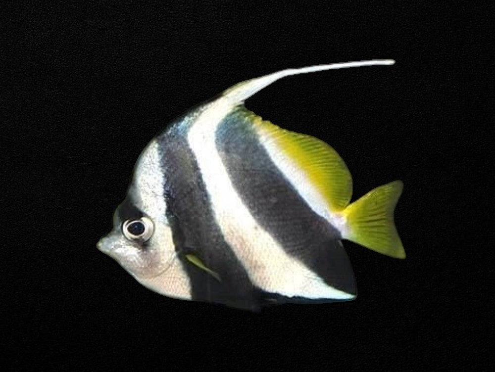 Schooling Bannerfish | Heniochus diphreutes
