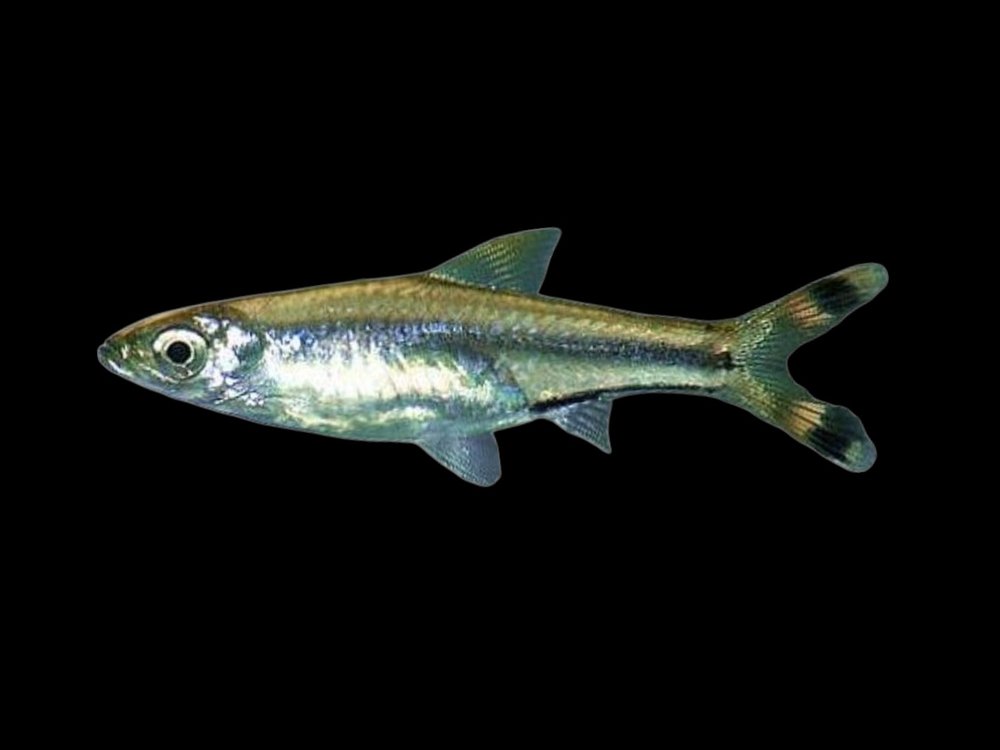 Scissortail Rasbora