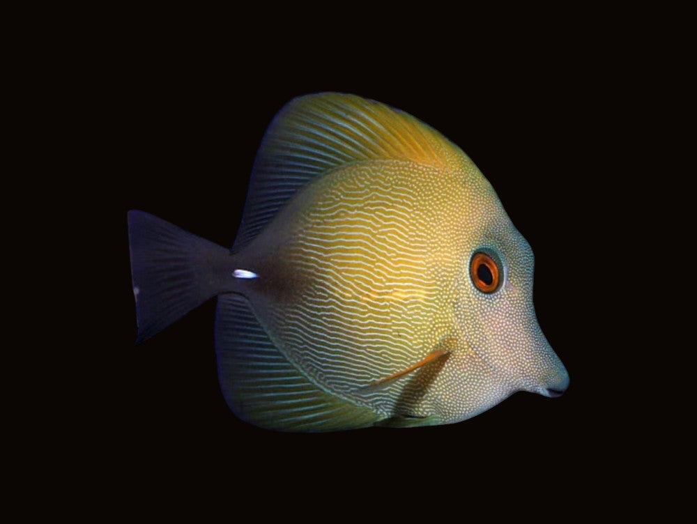 Scopas Tang | Zebrasoma scopas
