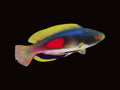 Scotts Fairy Wrasse | Cirrhilabrus scottorum